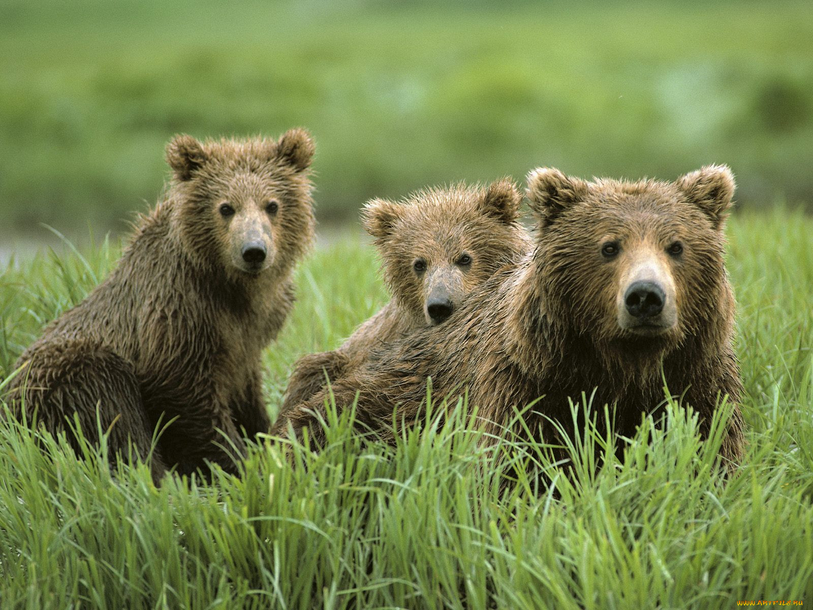 curious, cubs, and, mom, , 